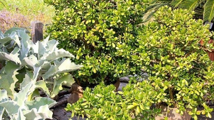 How Much Sun Does a Jade Plant Need? Expert Tips!