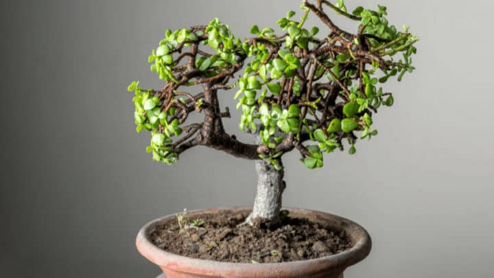 How to Bonsai a Jade Plant? 10 Best Steps to Success