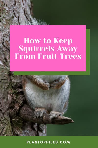 How to Keep Squirrels Away From Fruit Trees