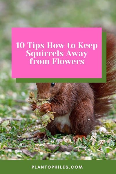 How to Keep Squirrels Away from Flowers