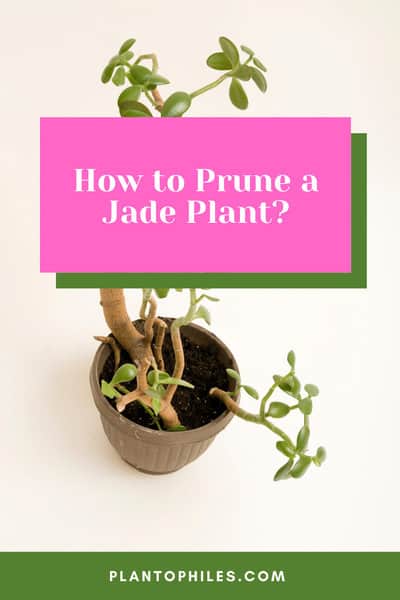 How to Prune a Jade Plant 