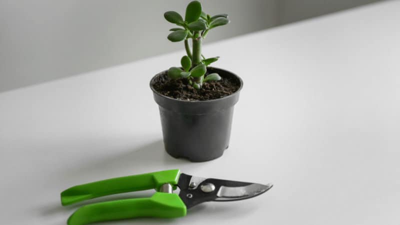 How to Prune a Jade Plant