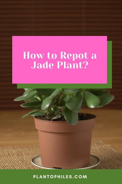 How to Repot a Jade Plant?