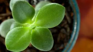 How to Root a Jade Plant