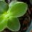 How to Root a Jade Plant? 3 Amazing Methods