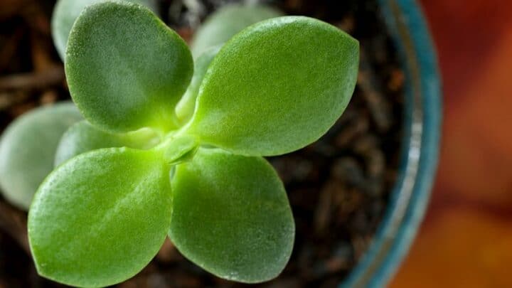 How to Root a Jade Plant? 3 Amazing Methods