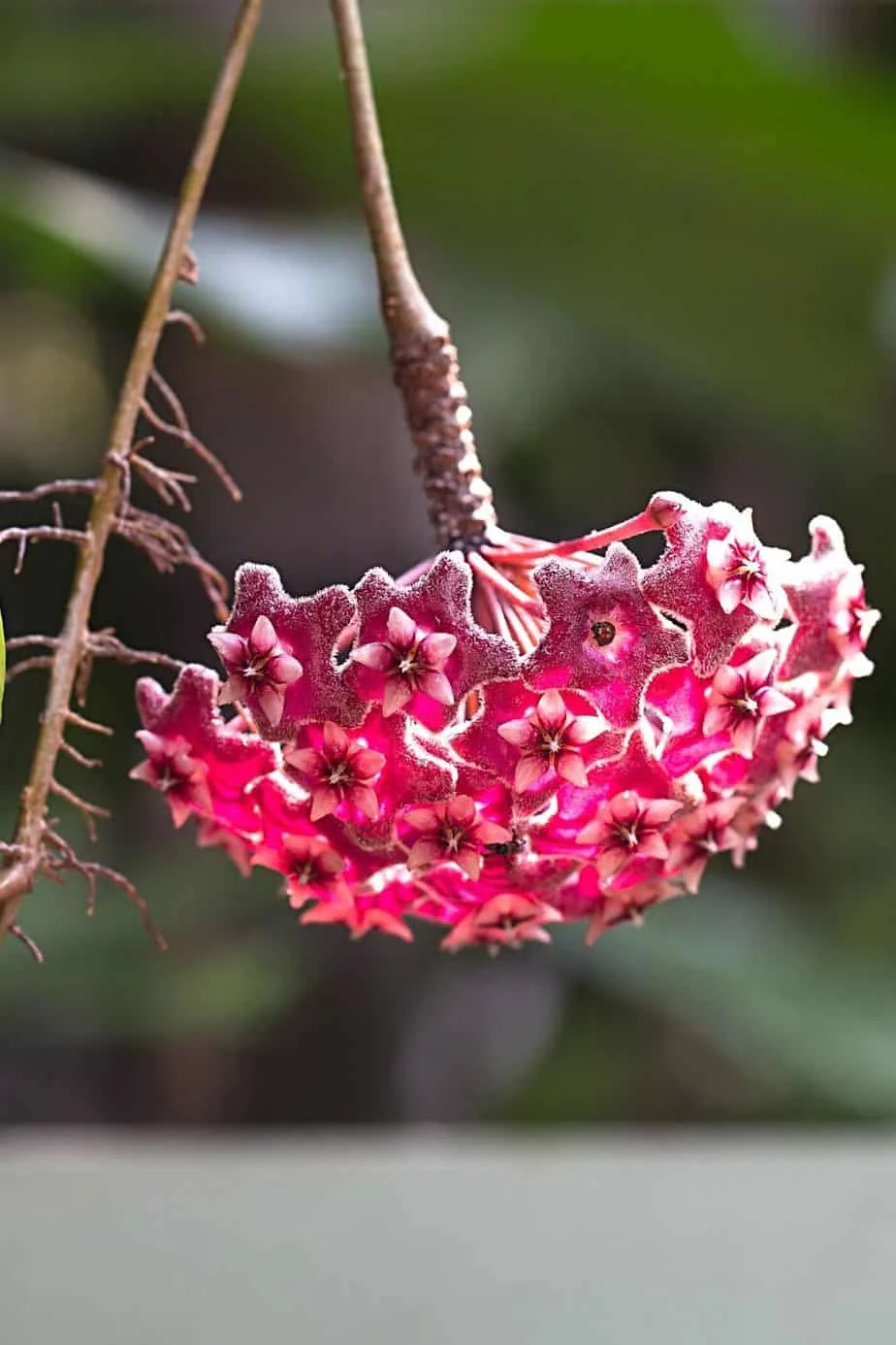 Hoya Pubicalyx is another variety of Hoya that can climb
