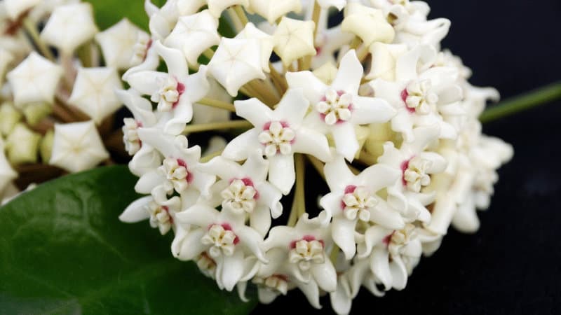 Hoya produces a small but a great number of white waxy flowers best choice for wall planters