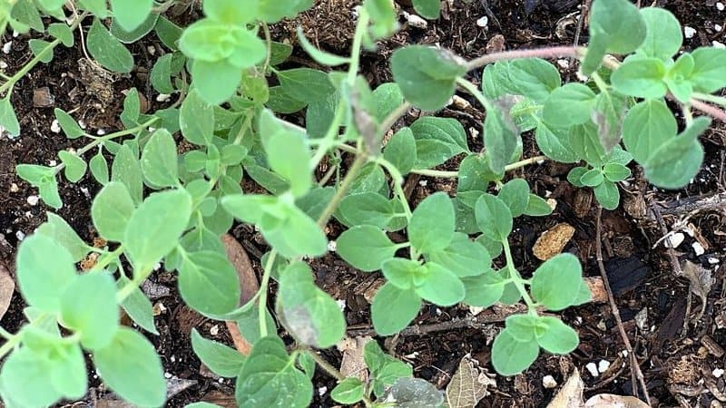 If you fail to plant oregano in a well-draining and nutrient-rich soil, it will stop growing