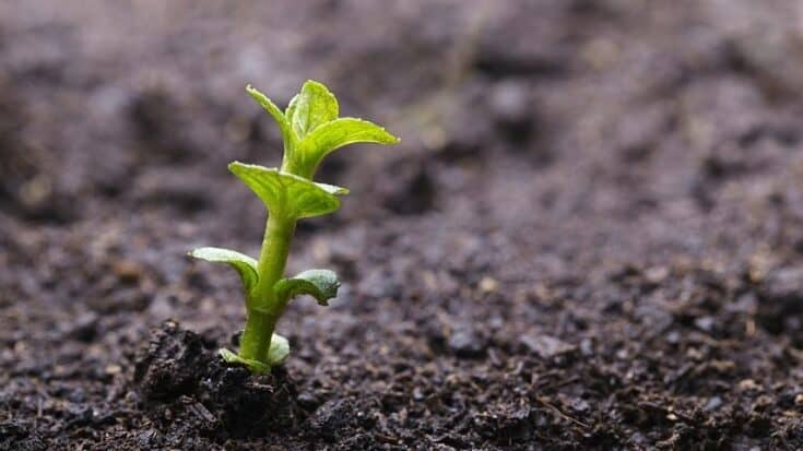 How Long Does It Take for Mint Sprouts to Grow True Leaves?