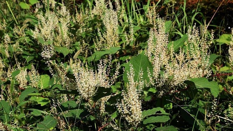 The Japanese Knotweed (Fallopia japonica) is another known invasive plant that's capable of breaking down buildings due to its dense root system