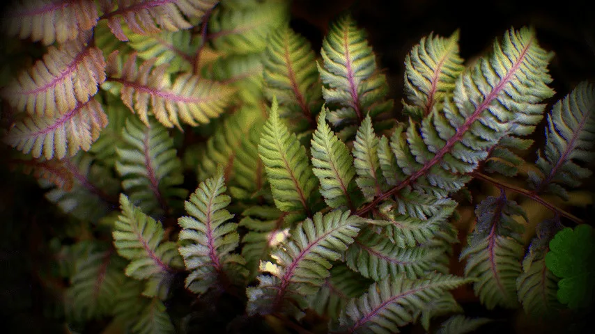 Japanese Painted Fern good shadow plant to choose for cultivating under trees