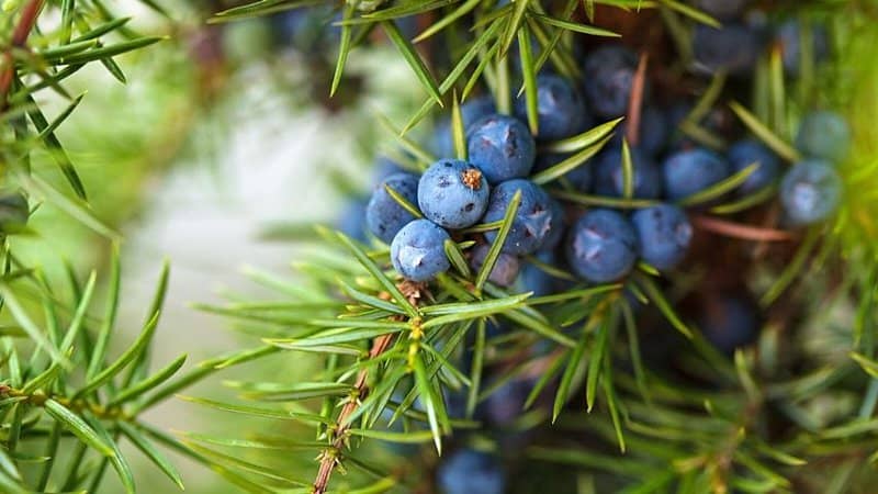 杜松莓是一种具有蓝色浆果的灌木，在护理方面需要低维护