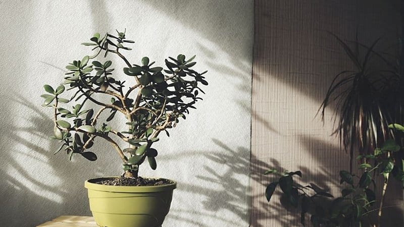 Keep your Jade Plants in an area receiving strong indirect light for 4 hours for accelerated growth