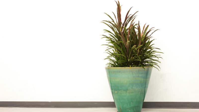 70 Best Plants for Living Room [2022] 13
