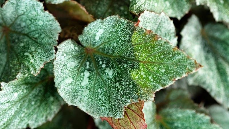The King Begonia is another colorful plant to grow in an office with windows