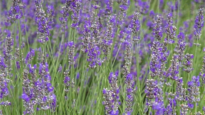 Lavender can grow in an aquaponics system if you provide the right growing environment for it