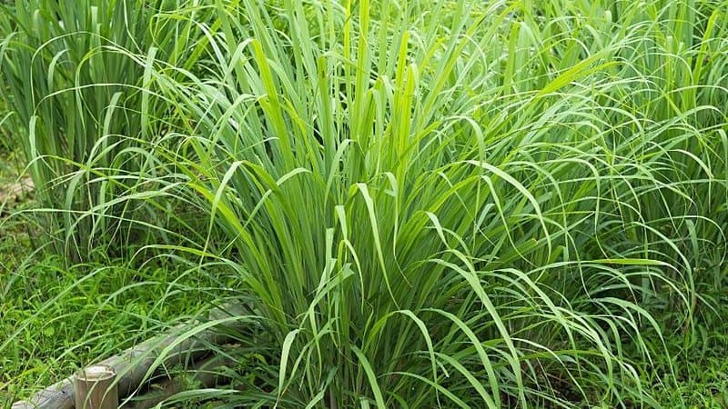 Lemongrass is a citrusy herb that you can grow in an aquaponics system