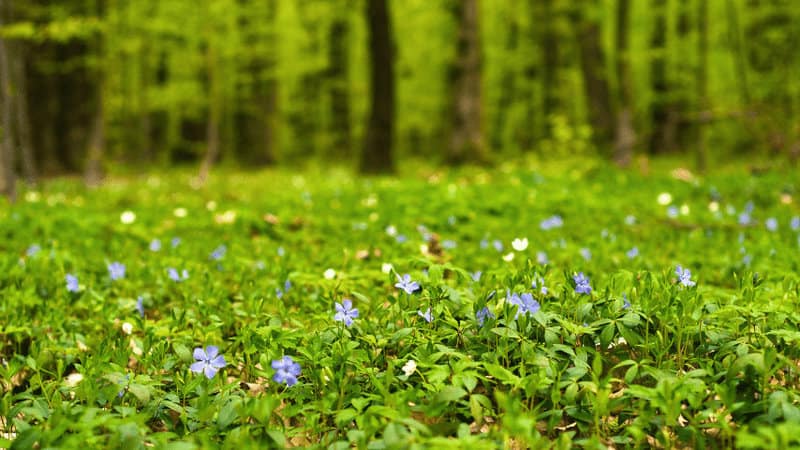 Lesser Periwinkle as a wonderful for land cover under trees