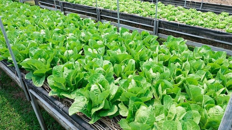 Loose leaf, Buttherhead, and Romain Lettuce grow best in an aquaponics system