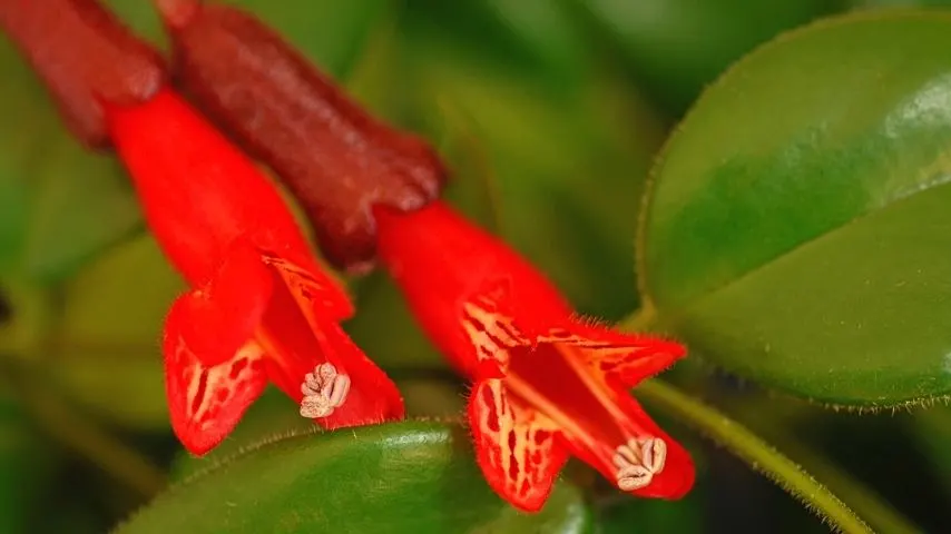 因为口红植物(Aeschynanthus)希望它的盆栽混合潮湿,它帮助如果你行与可可衬垫的容器