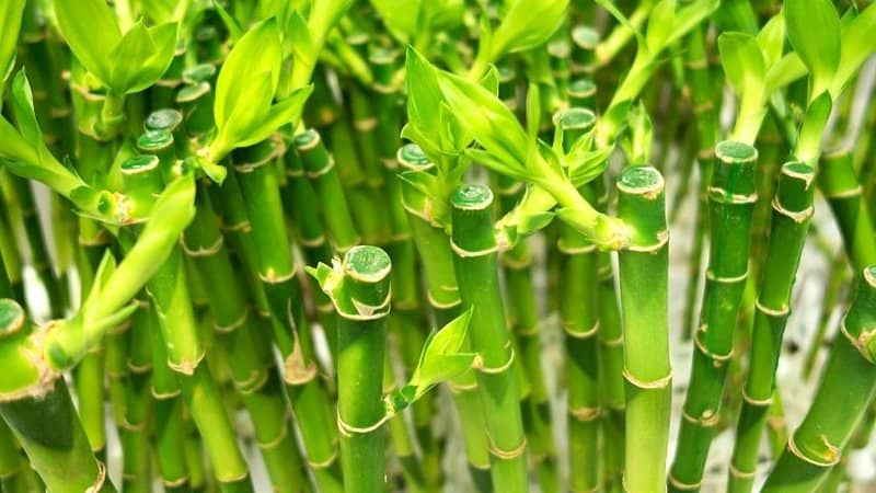Though the Lucky Bamboo isn't a bamboo by nature, it still is a great plant to grow in an office with windows