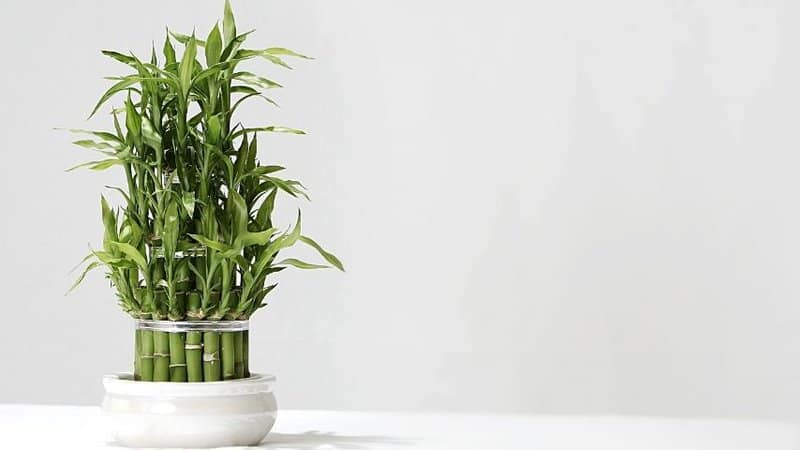 The Lucky Bamboo is another aesthetic plant you can grow in an office with no windows