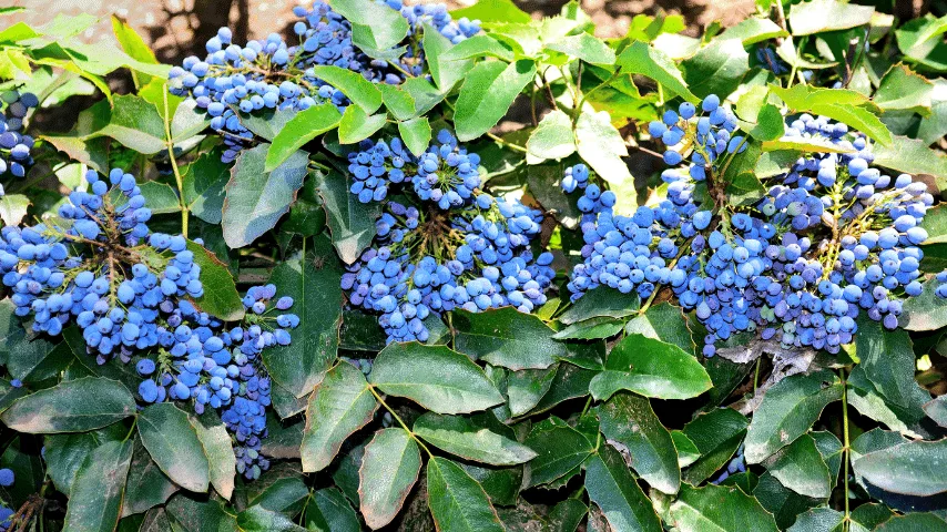 Mahonia forms a great, robust shrub best plants beneath trees