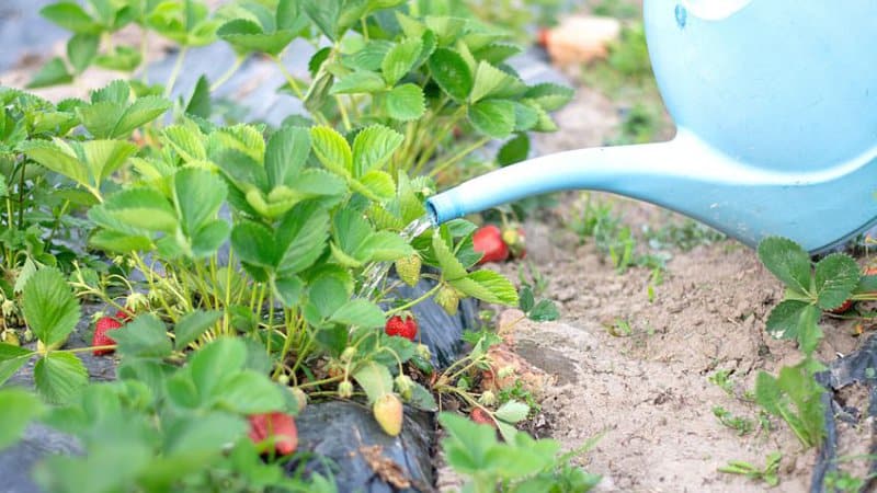 Make sure to water your strawberry plants properly as their runners need all the water they can get for growth