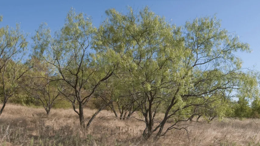 Mesquite Tree