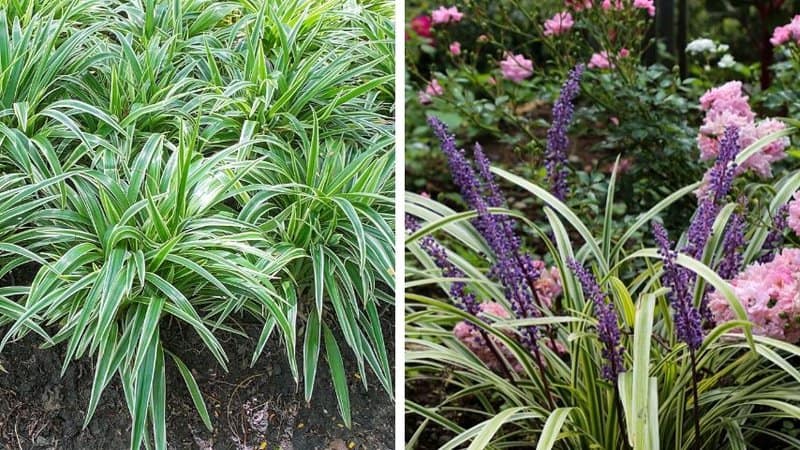 Mondo & Monkey Grass, despite being invasive plants, are commonly grown in shaded areas due to their visual appeal