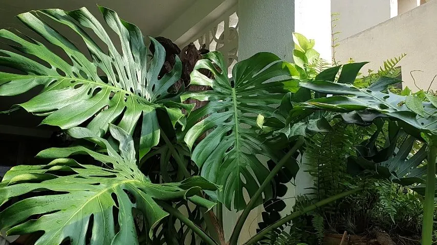 蓬莱蕉是另一个引人注目的植物生长在浴室没有灯