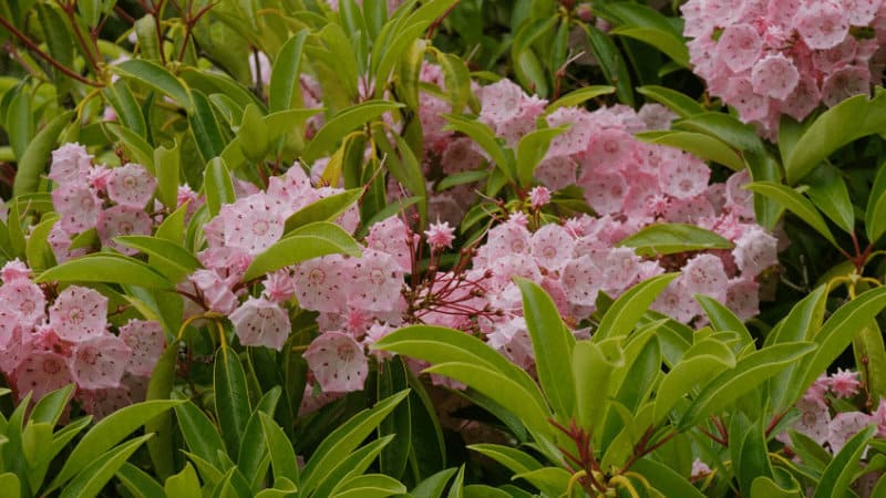 Mountain Laurel has some of the most beautiful spring blossoms, shaded hillsides and alongside stream edges and under the trees