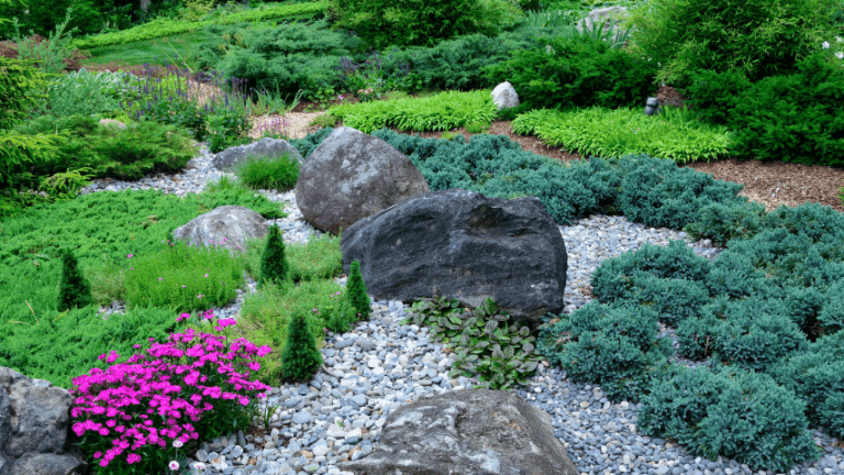 50 Best Plants For Rock Gardens 2023 Top List   Nasturtium 1 768x432 