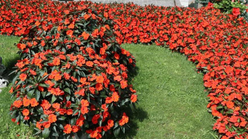 New Guinea Impatiens In shaded gardening, use it to give pockets of color plants under trees