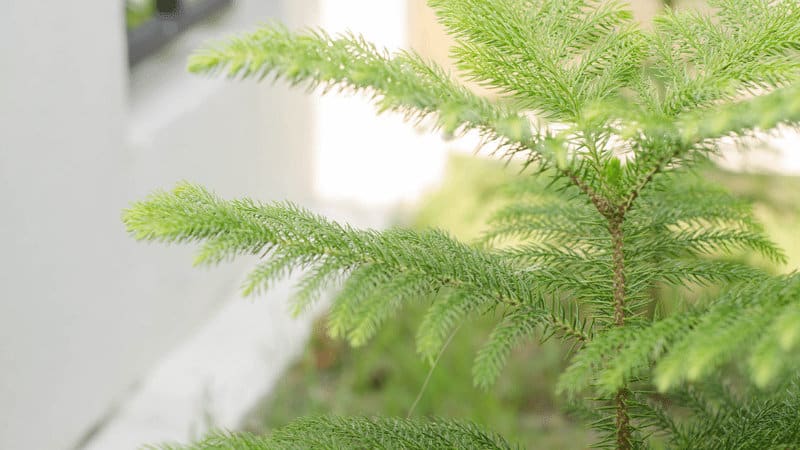 诺福克岛松树是适当的浇水，足以在你的阳台上种植一些美丽的盆栽松树