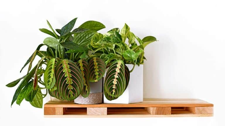 Why is My Prayer Plant Turning Yellow? 7 Reasons & Remedies