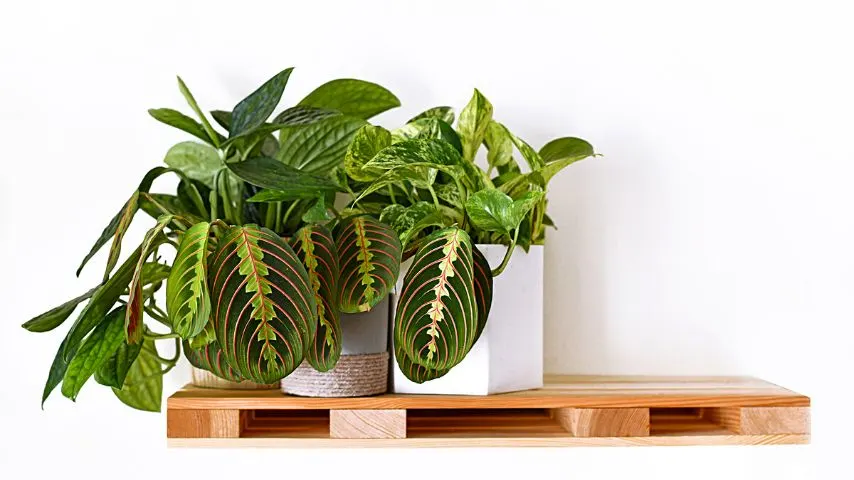 One way to ensure your Prayer Plant receives the right humidity is to place it inside a bathroom