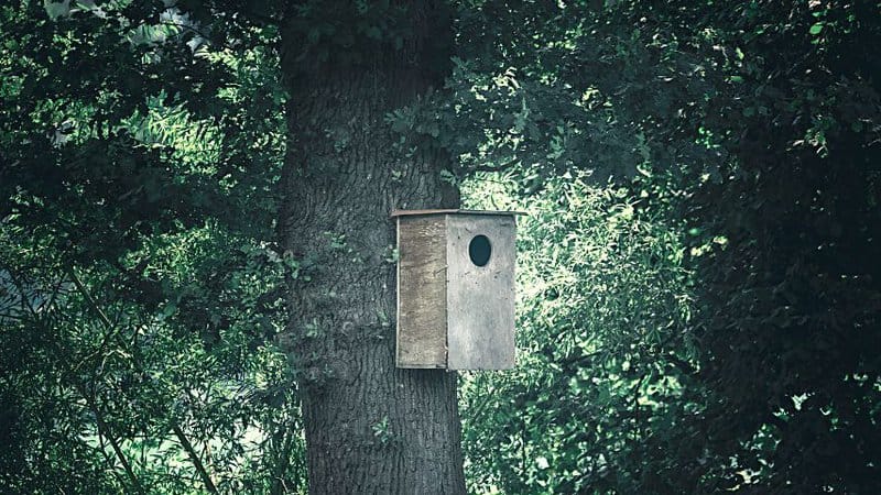 To prevent squirrels from munching on your flowers, set up owl nesting boxes