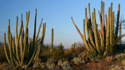 30 Best Plants For Desert Heat - Best Guide [2023]