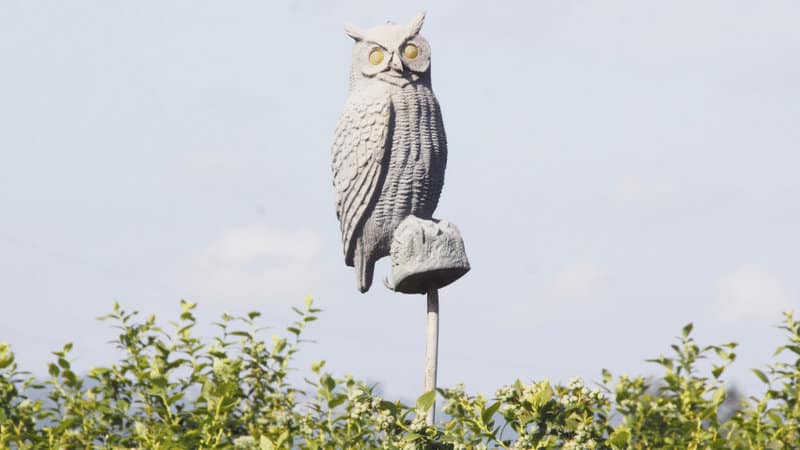 Owl, hawk, and snake decoys are excellent for scaring away squirrels