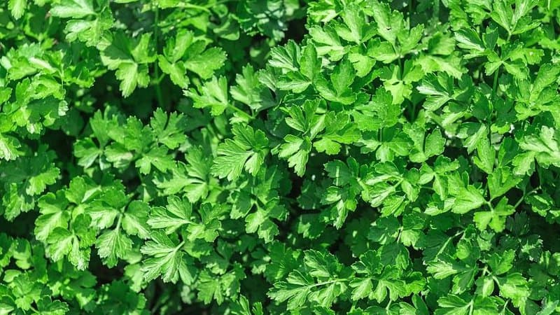 You can easily grow Parsley in an aquaponics system due to its similarities with oregano and mint
