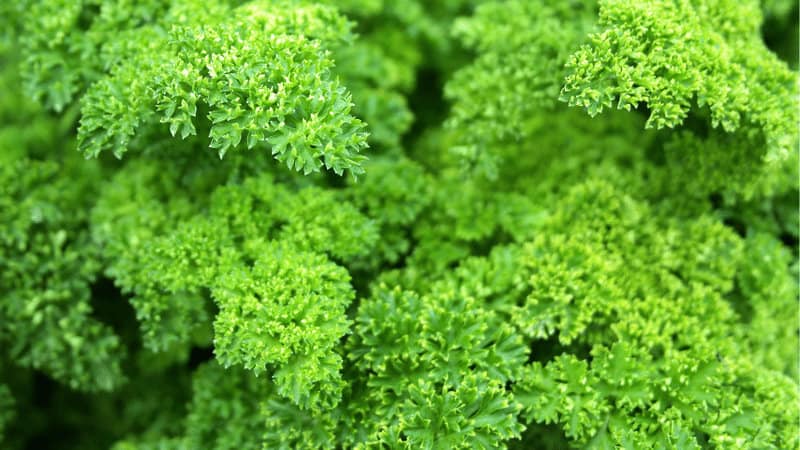 Parsley used for garnish dishes and ornamental perfect for wall planters