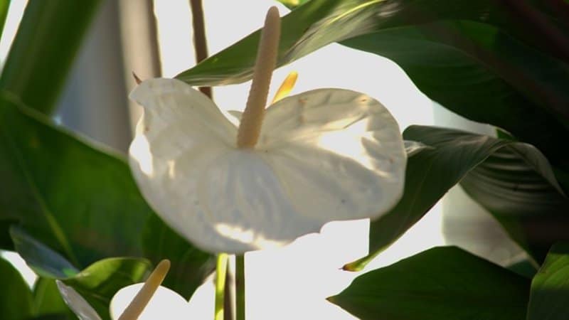 Peace Lilies, with their white spadix flowers, can beautify any bathroom with no lights