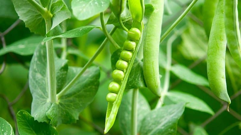 Peas are one of the ideal plants to grow in an aquaponics system as it requires low-maintenance and produce a ton of benefits