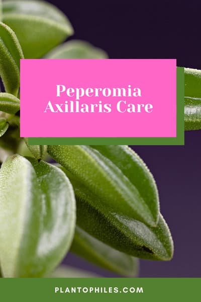 Peperomia Axillaris Care