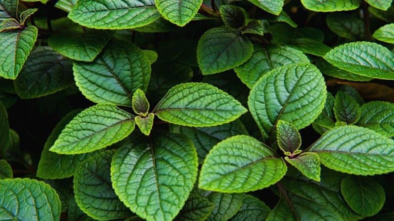 Adding to the list of beneficial and medicinal herbs you can grow in an aquaponics system is the Peppermint