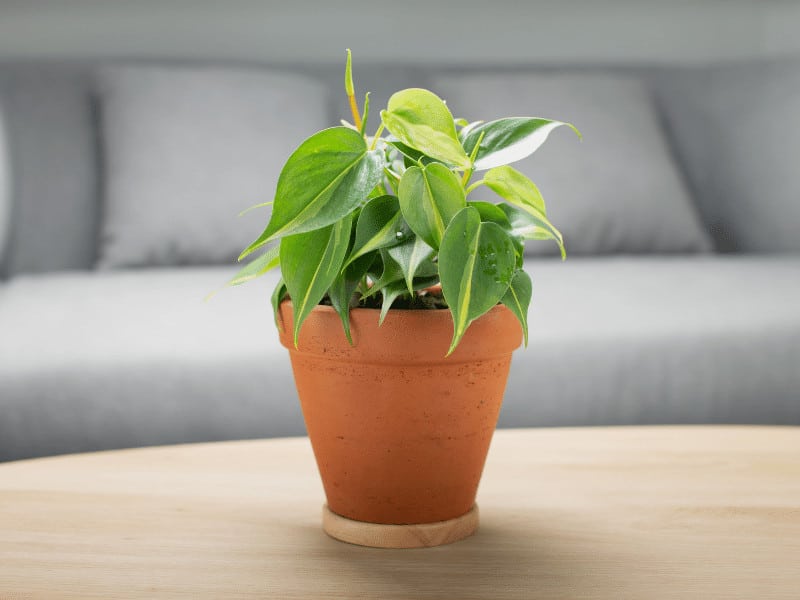 Out of all the Philodendron varieties, the Heart-Shaped Philodendron is the perfect fit for an office with windows