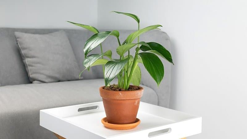 Philodendron is an easy-to-care-for plant that you can grow in an office with no windows