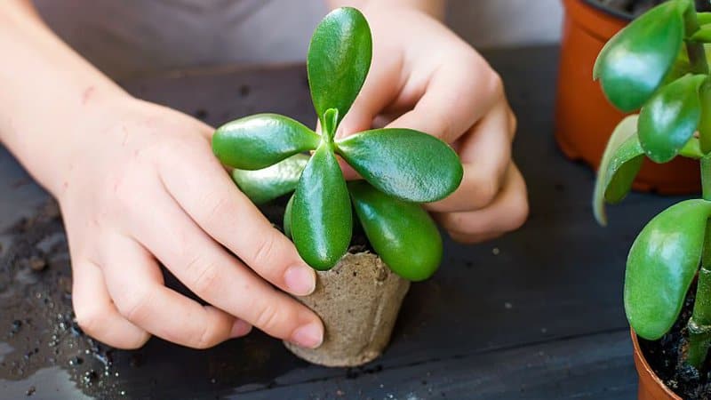 Place the healthy Jade plant stem cutting into the fertile potting mix
